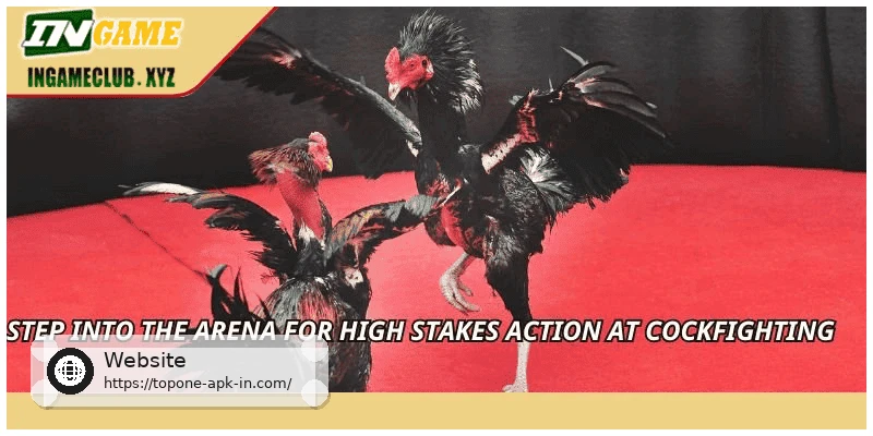 Step into the arena for high stakes action at Cockfighting