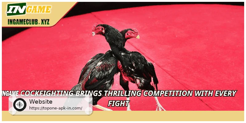 TOPONE Cockfighting brings thrilling competition with every fight
